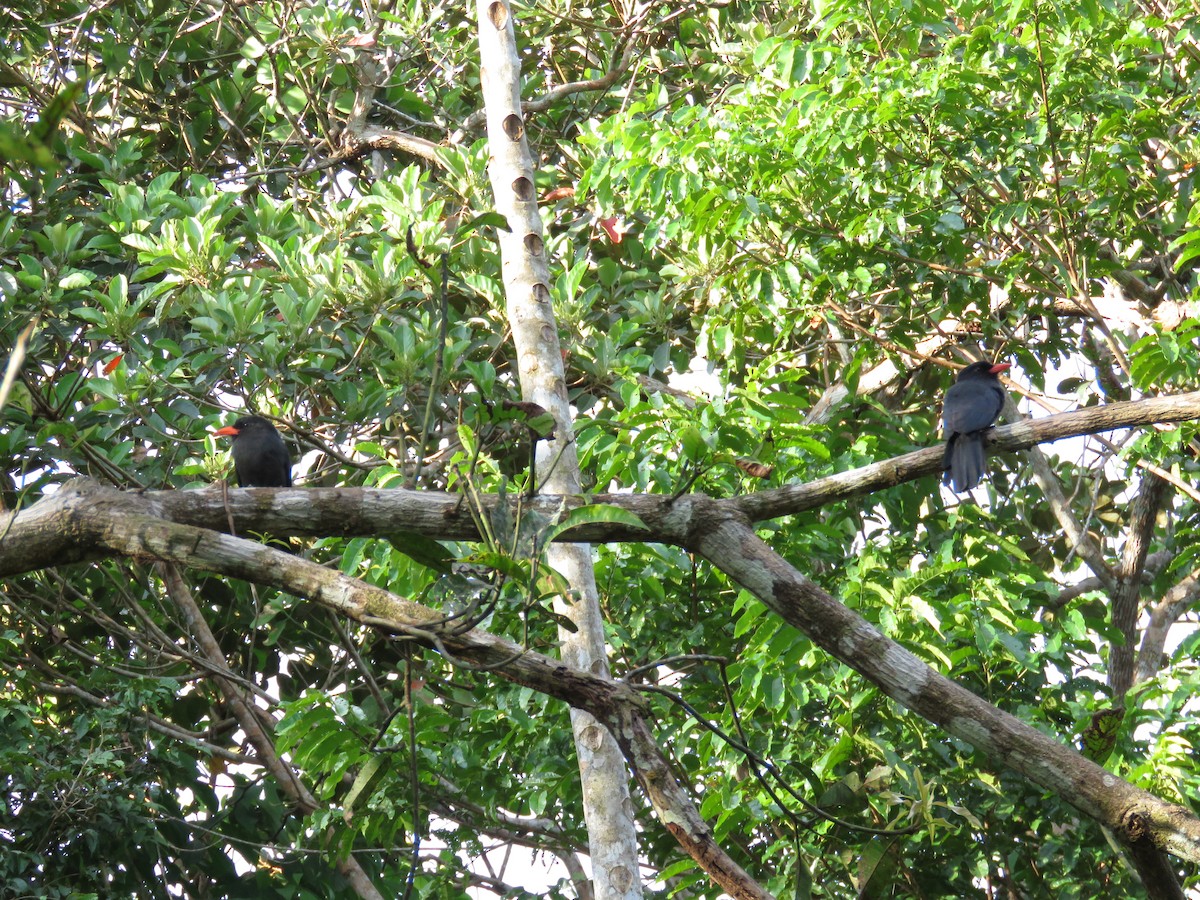 Black-fronted Nunbird - Juan Pablo Arboleda