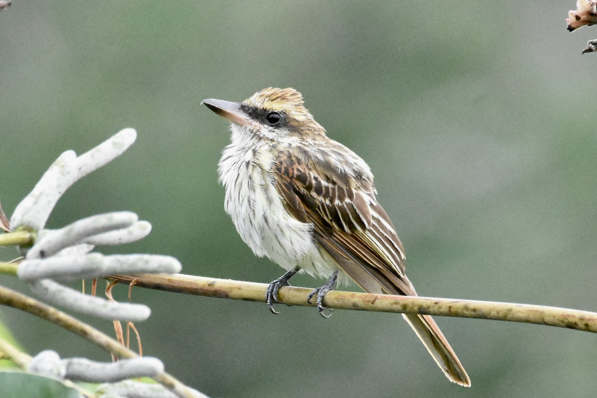 Streaked Flycatcher - ML105850751