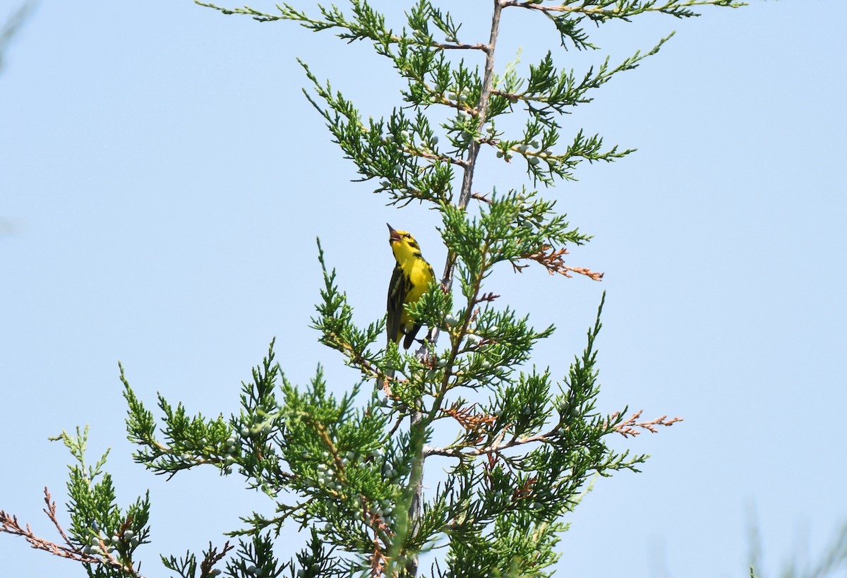 Prairie Warbler - ML105851071