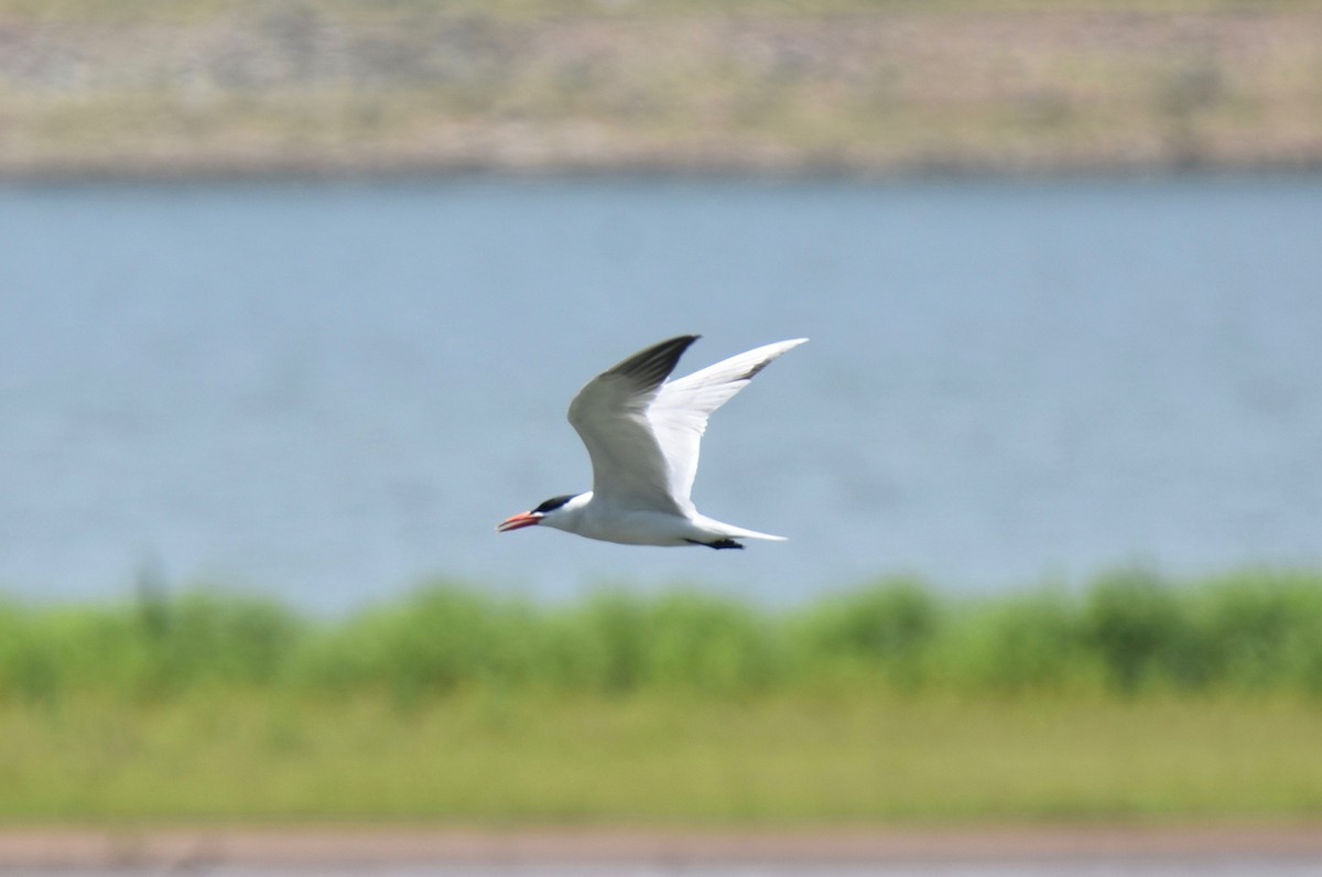 Caspian Tern - ML105851091