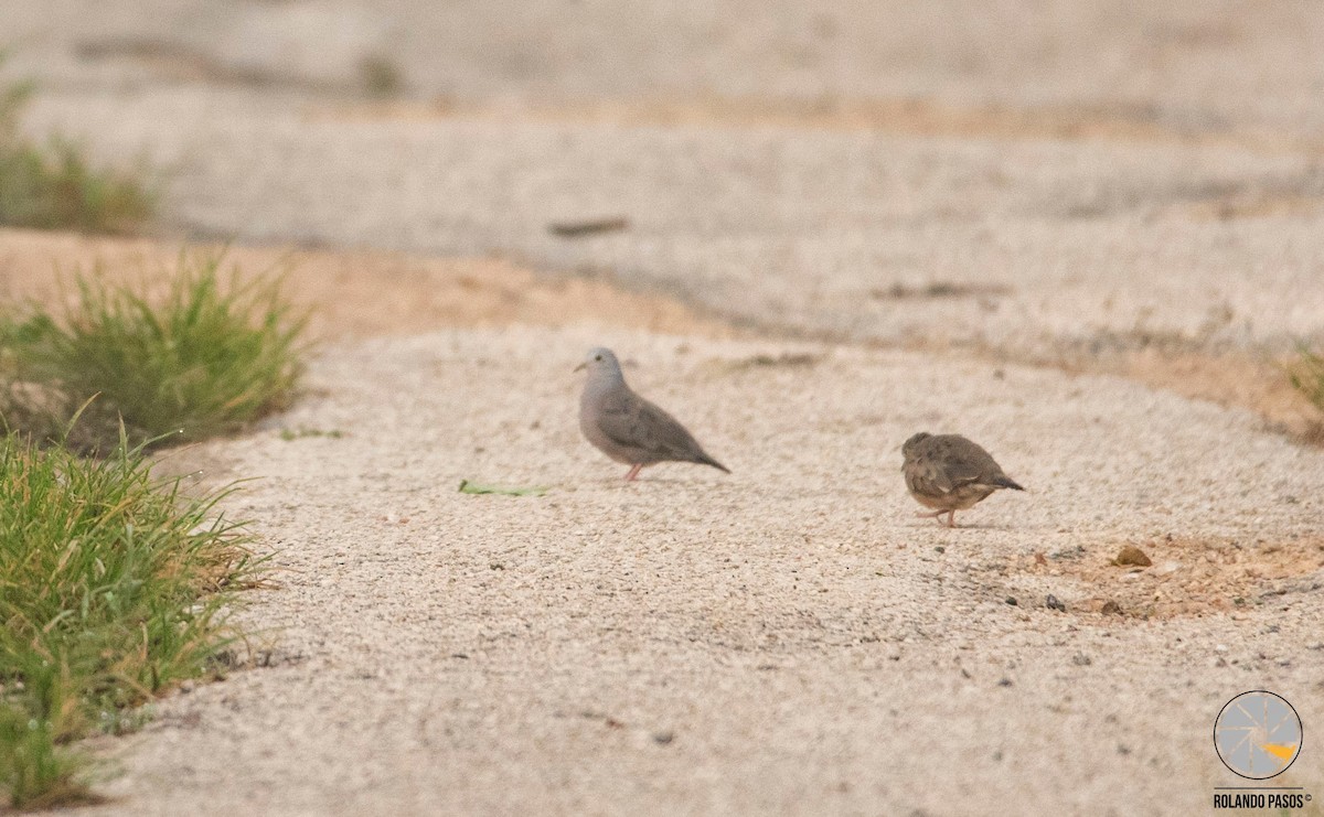 Plain-breasted Ground Dove - Rolando Tomas Pasos Pérez