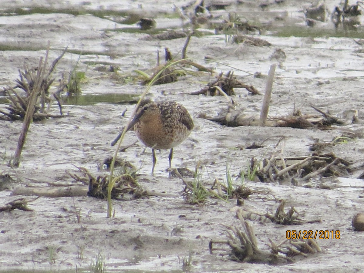 Short-billed Dowitcher - Yvon Roy