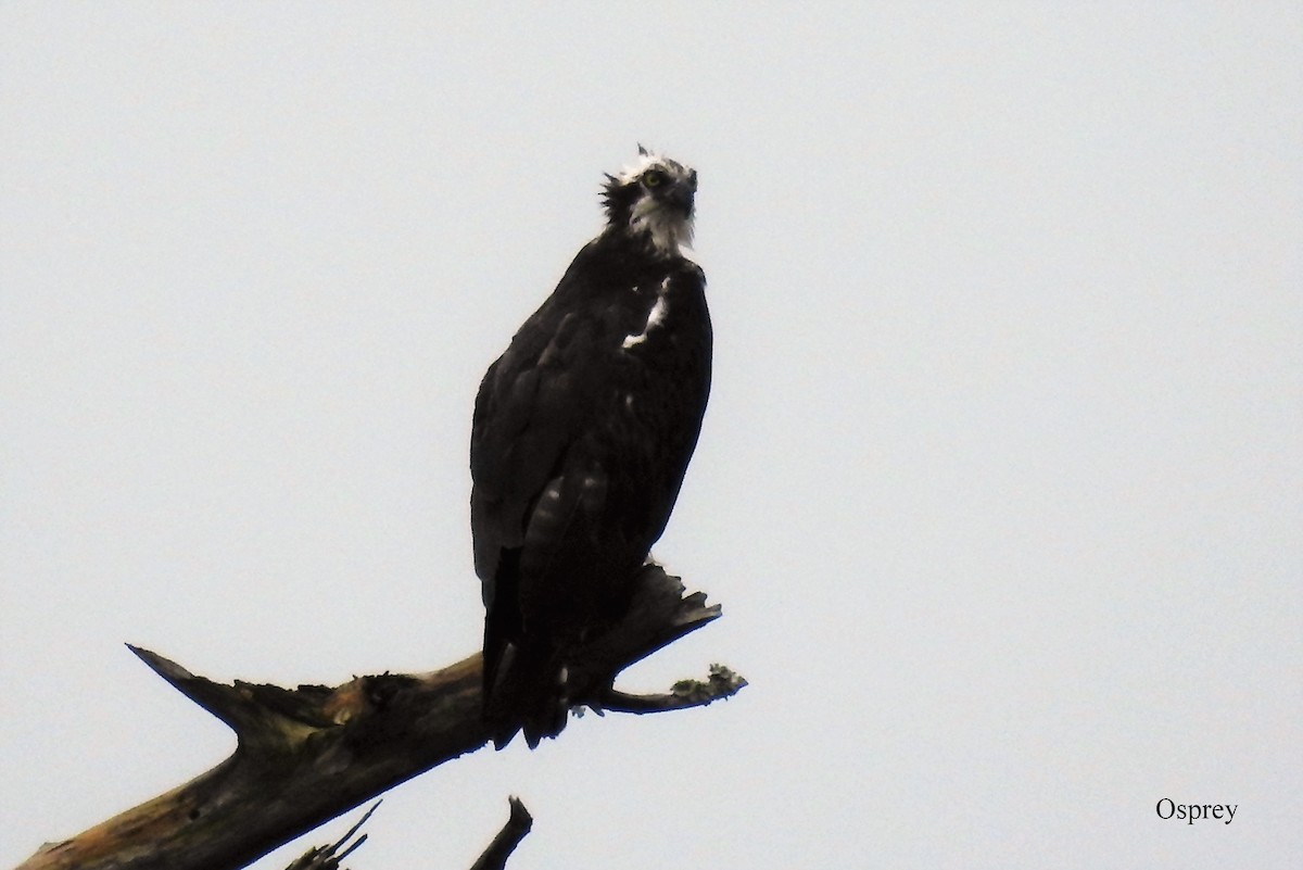 Osprey - Alan Green