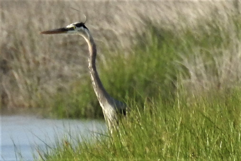 Great Blue Heron - ML105857601