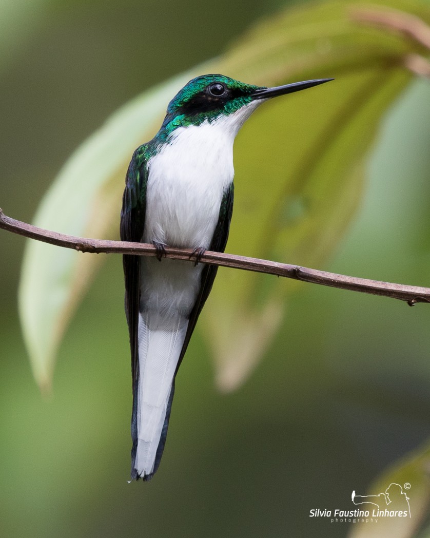 Black-eared Fairy - Silvia Faustino Linhares