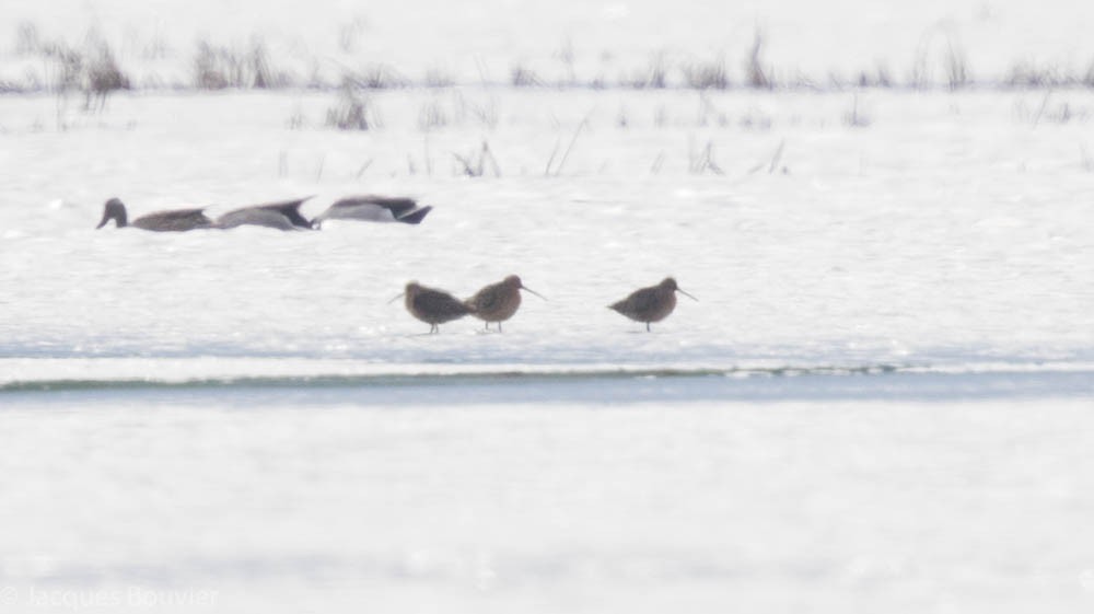 Short-billed Dowitcher - Jacques Bouvier