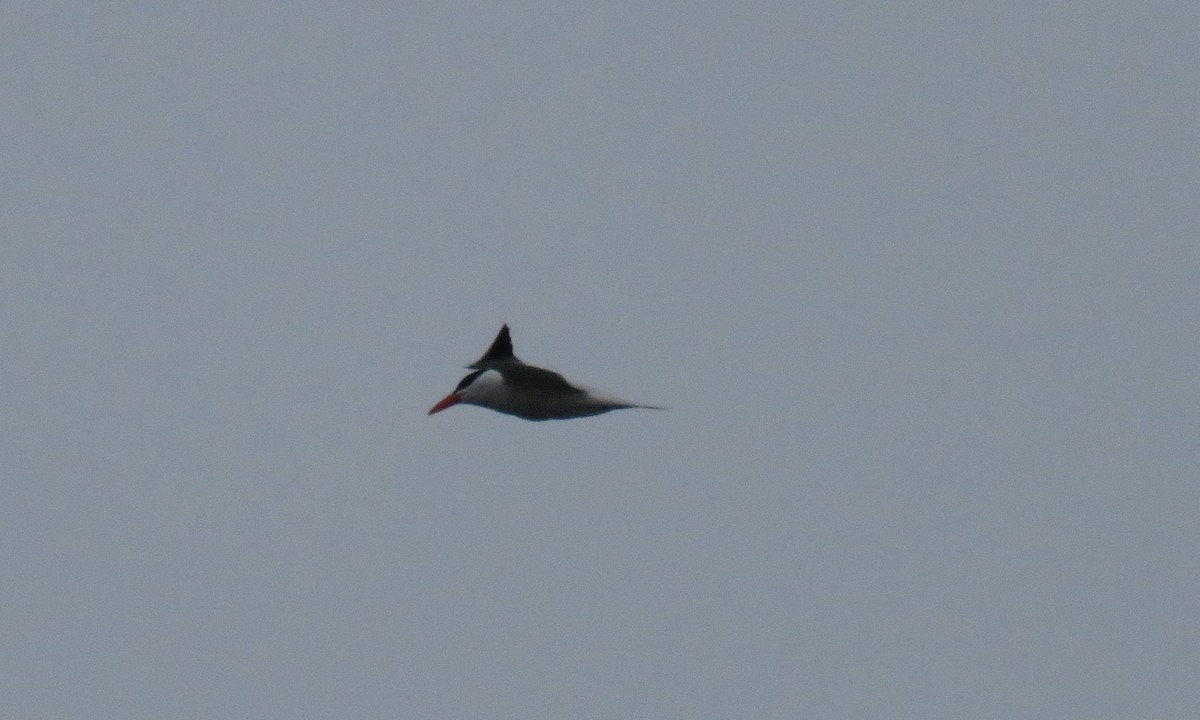 Caspian Tern - ML105858321