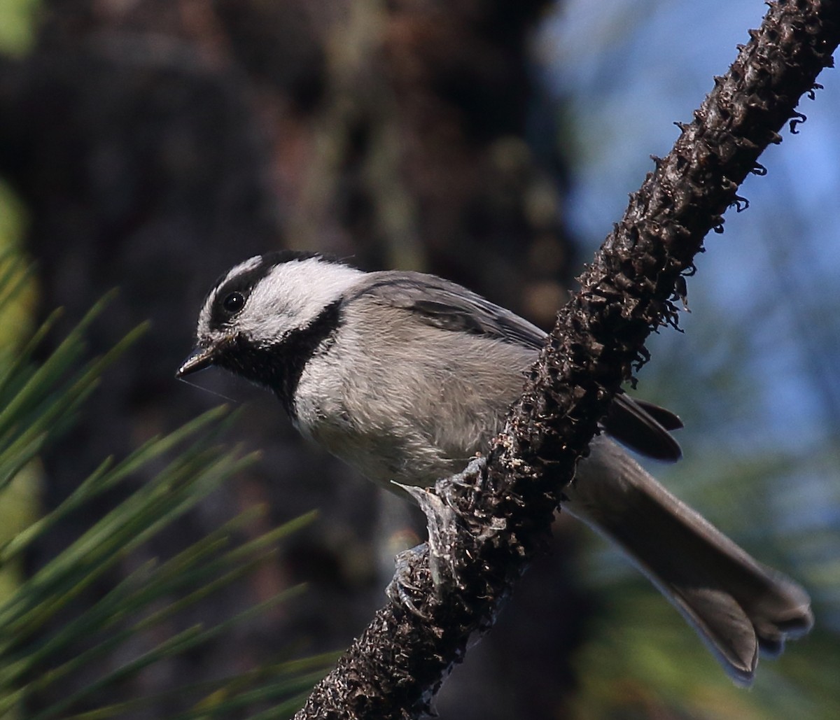 Mountain Chickadee - ML105860611