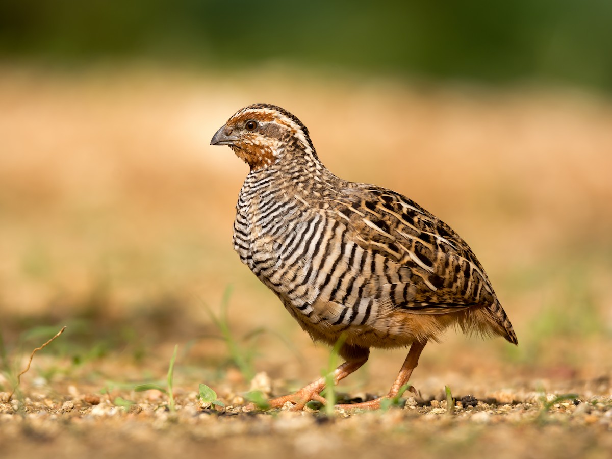 Jungle Bush-Quail - Ramesh Desai