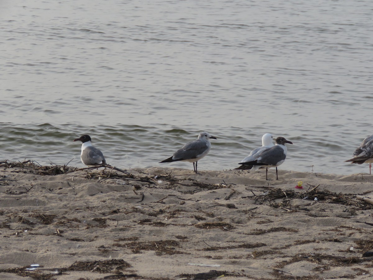 Laughing Gull - Kenneth Bishop