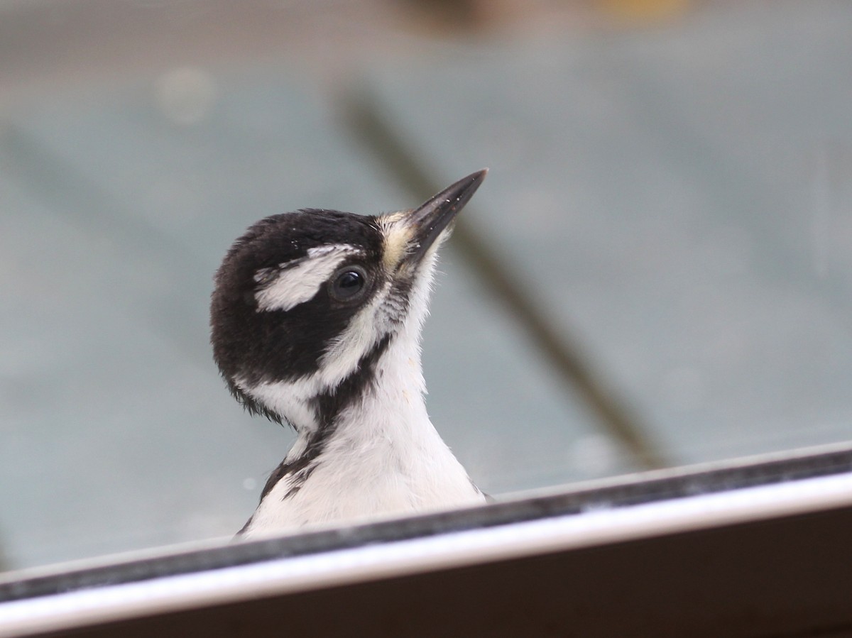 Hairy Woodpecker - Hélène Crête