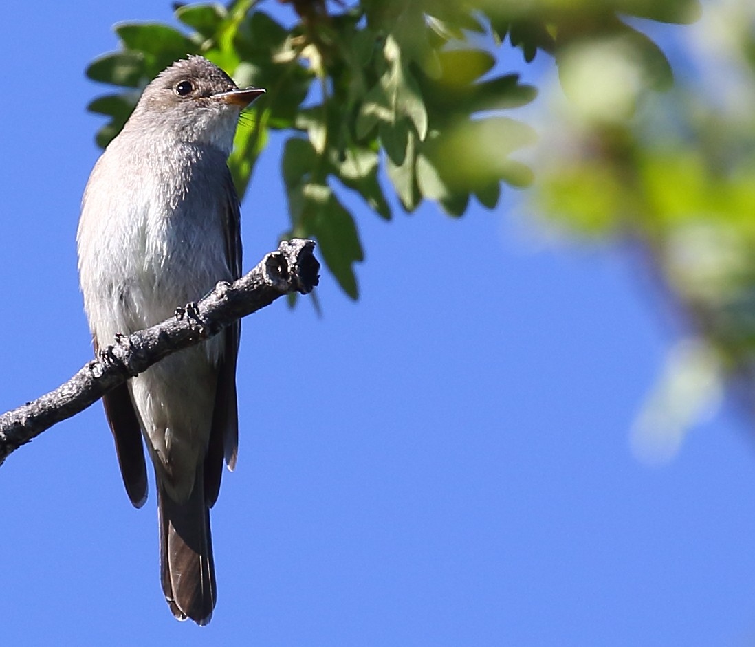 Western Wood-Pewee - ML105861571