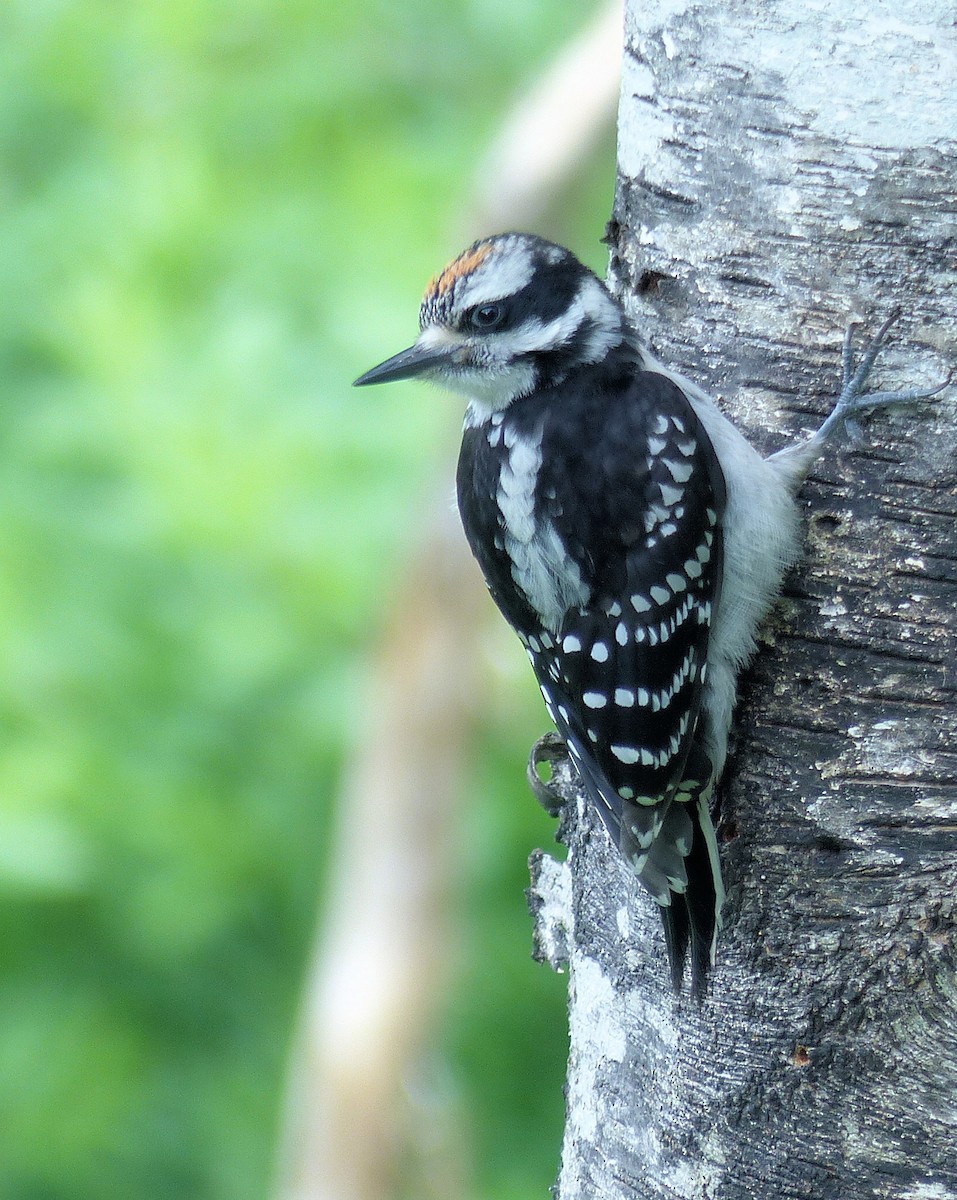 Hairy Woodpecker - Donald Codling