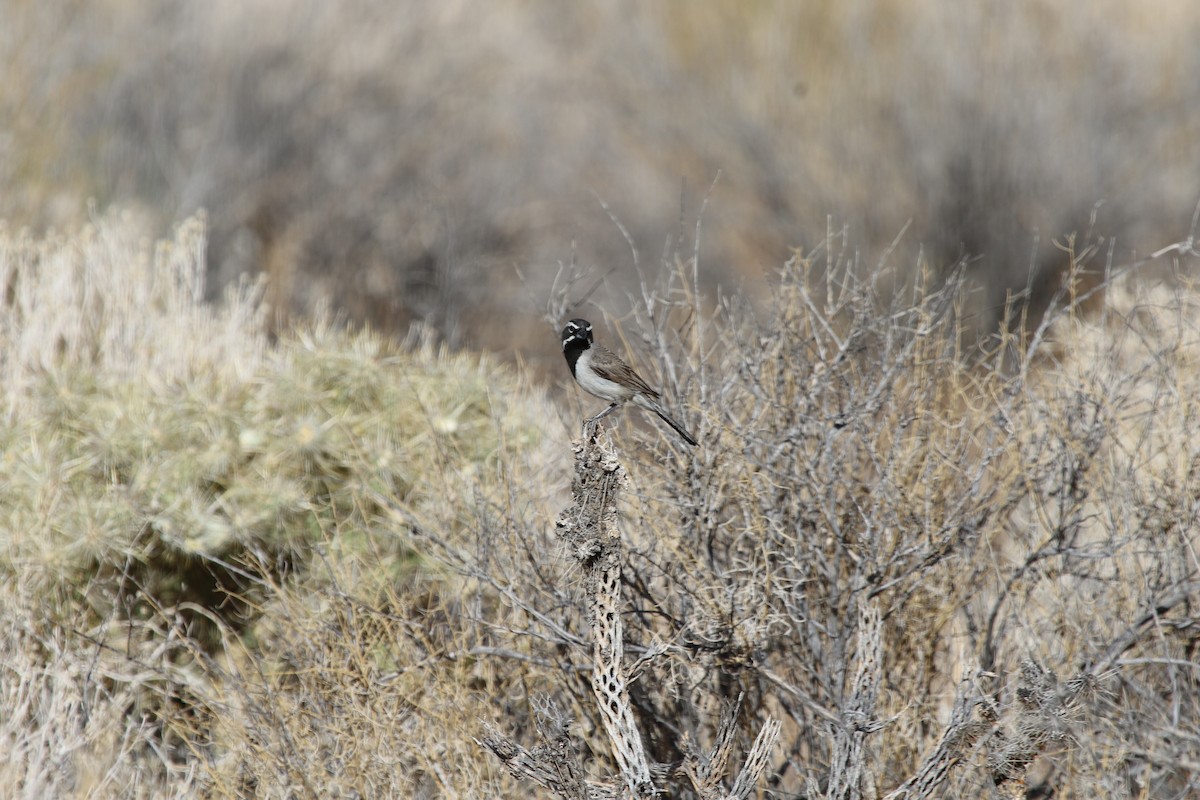 Black-throated Sparrow - Malory Owen