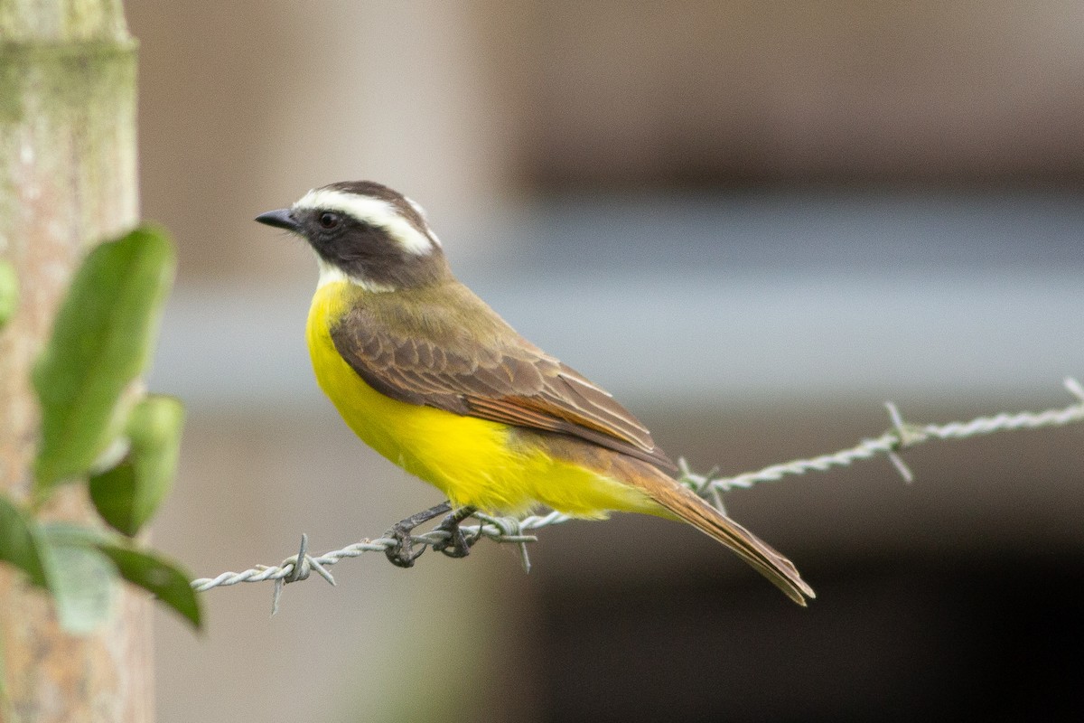 Rusty-margined Flycatcher - Angus Pritchard