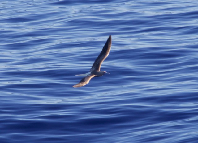 Red-footed Booby - ML105864541