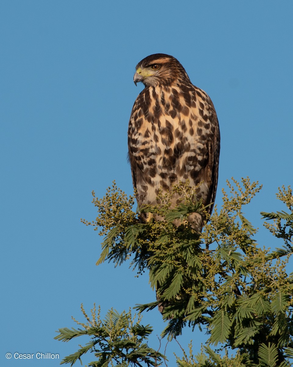 Harris's Hawk (Bay-winged) - ML105865221