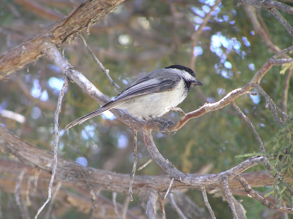 Mésange à tête noire - ML105865301