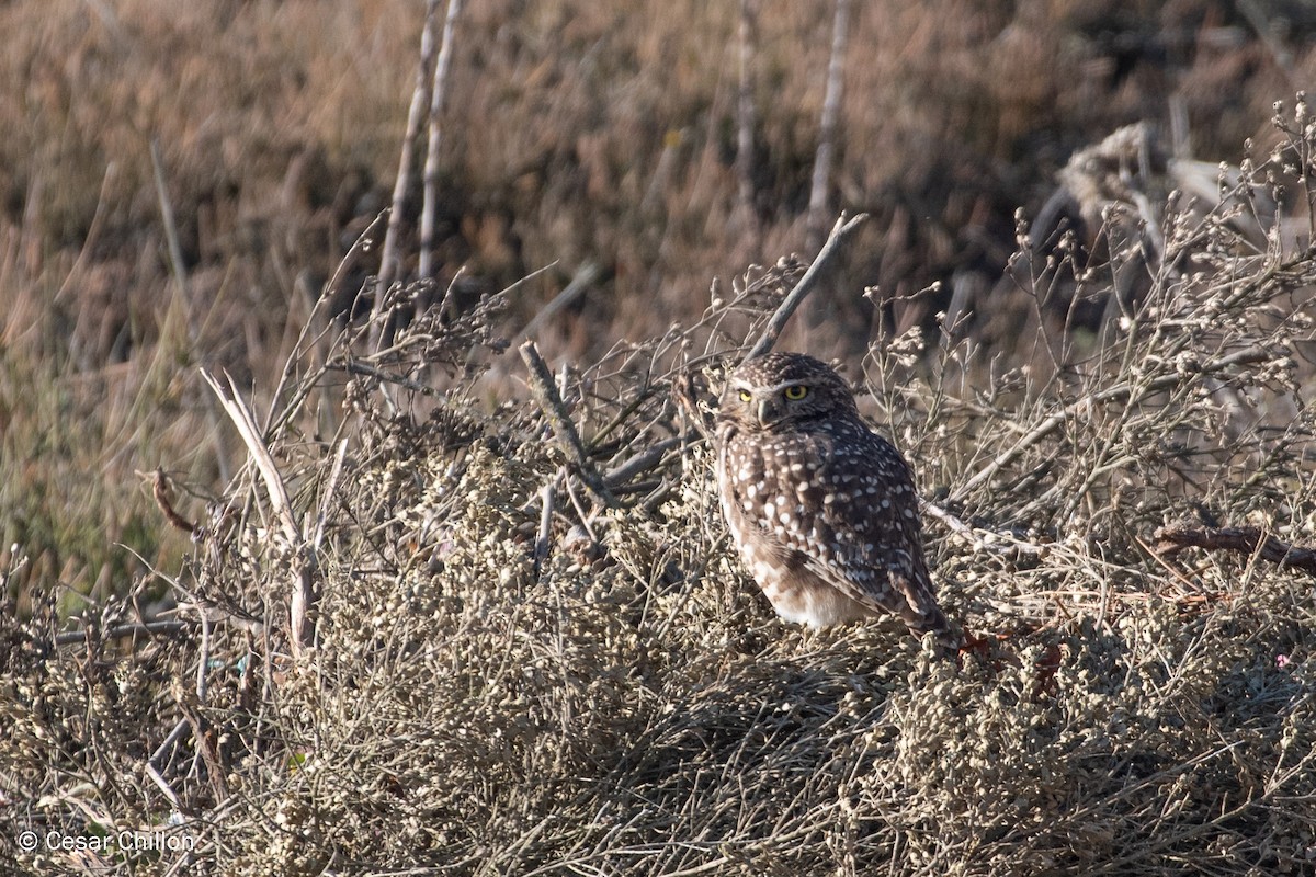 Burrowing Owl - ML105865431