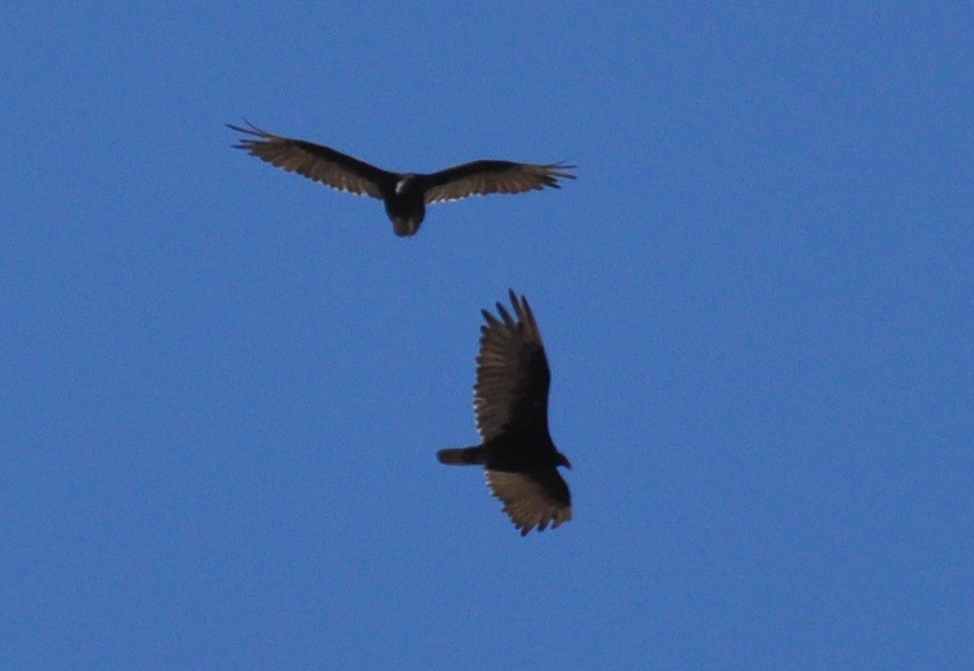 Turkey Vulture - Nina Jones