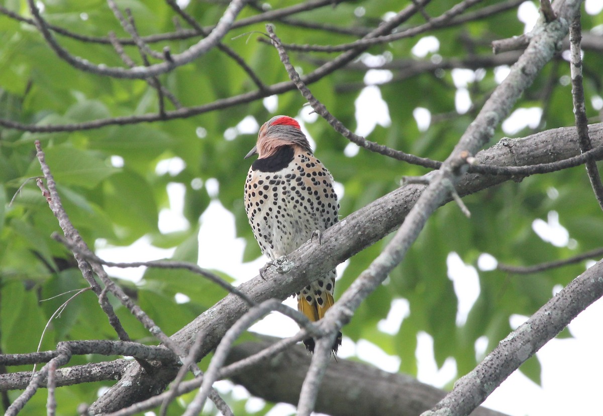 Northern Flicker - Malinda Chapman