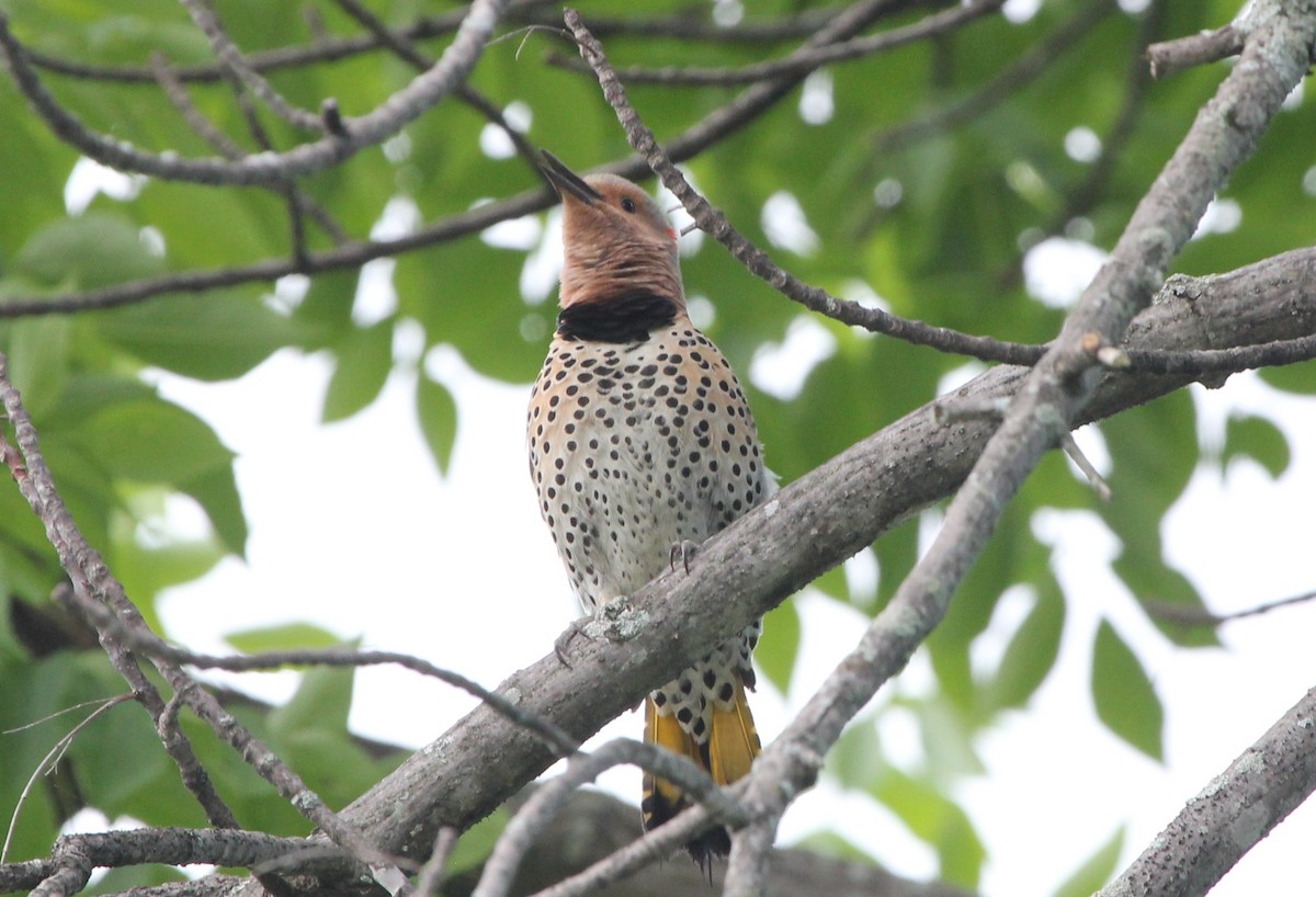 Northern Flicker - Malinda Chapman