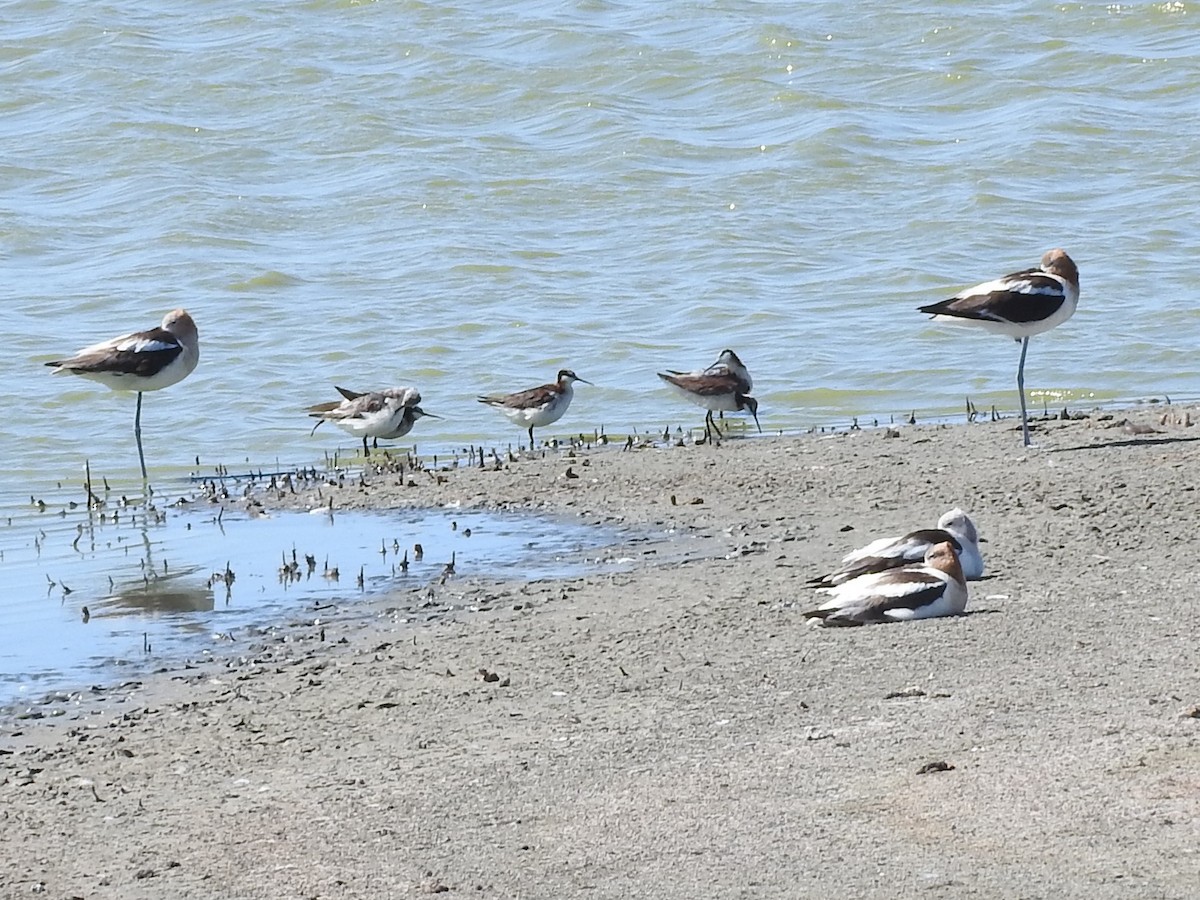 Wilson's Phalarope - Chris Dean