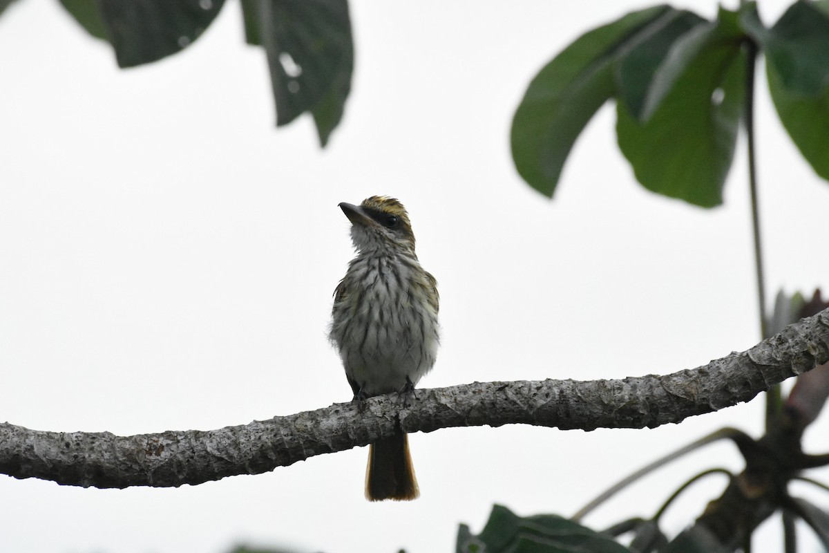 Streaked Flycatcher - ML105866961