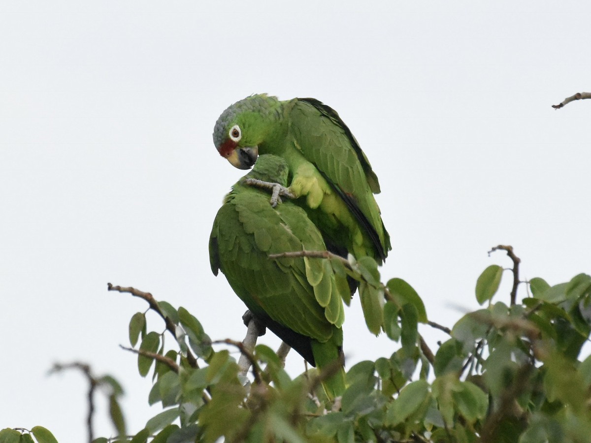 Red-lored Parrot - T I