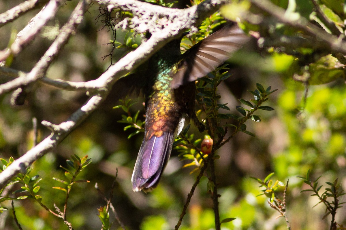 Rainbow-bearded Thornbill - ML105868161