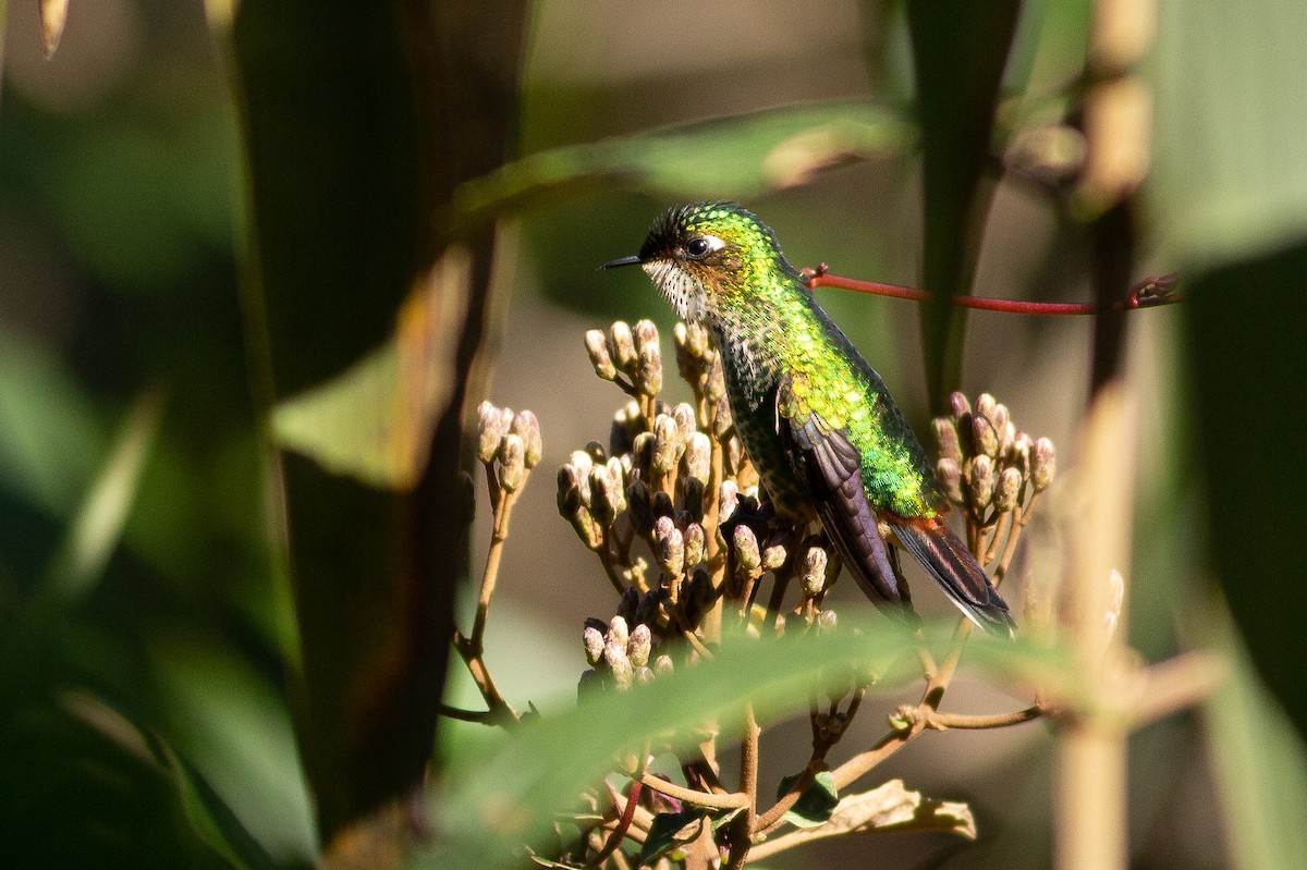 Purple-backed Thornbill - ML105868181