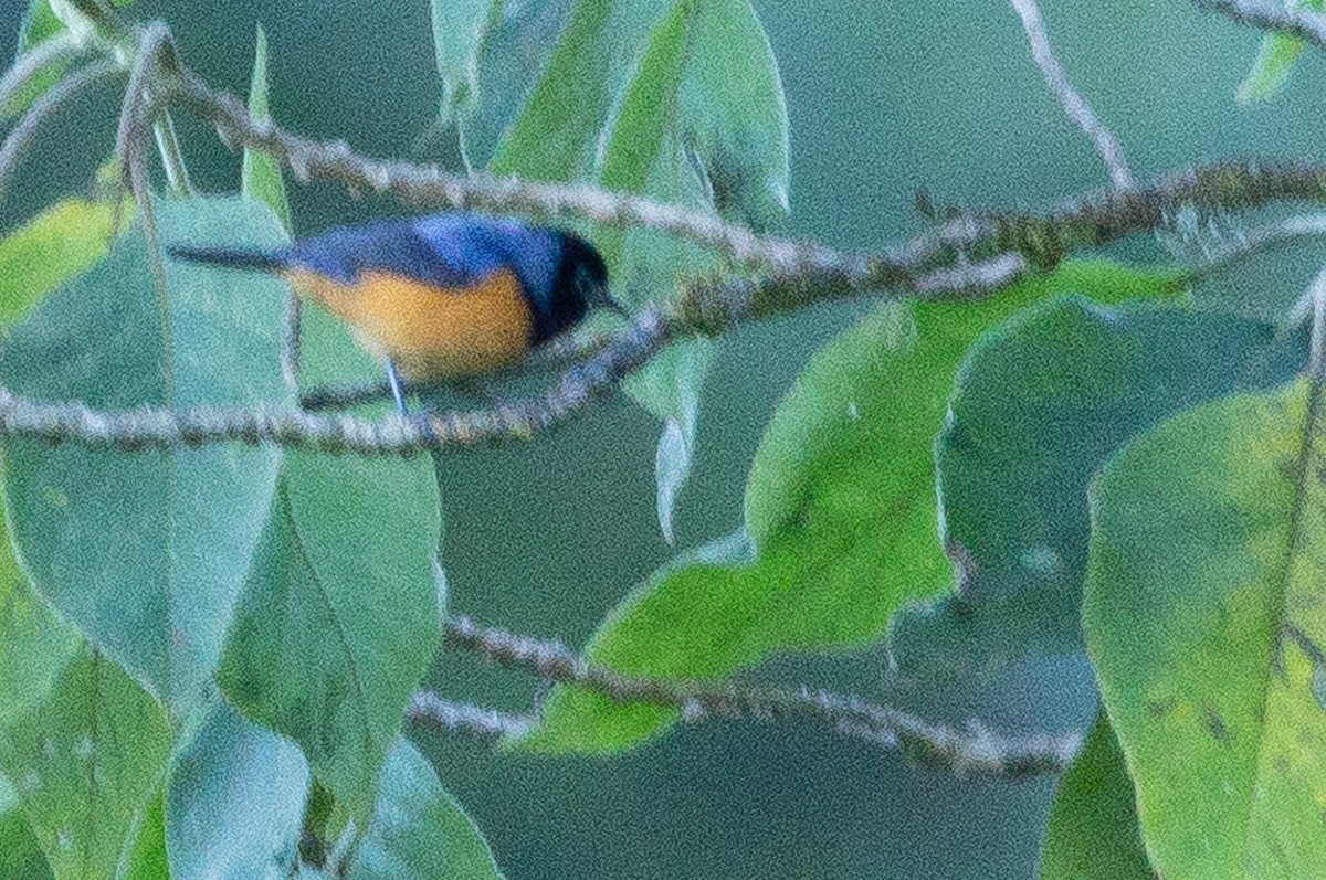 Blue-backed Conebill - ML105868721