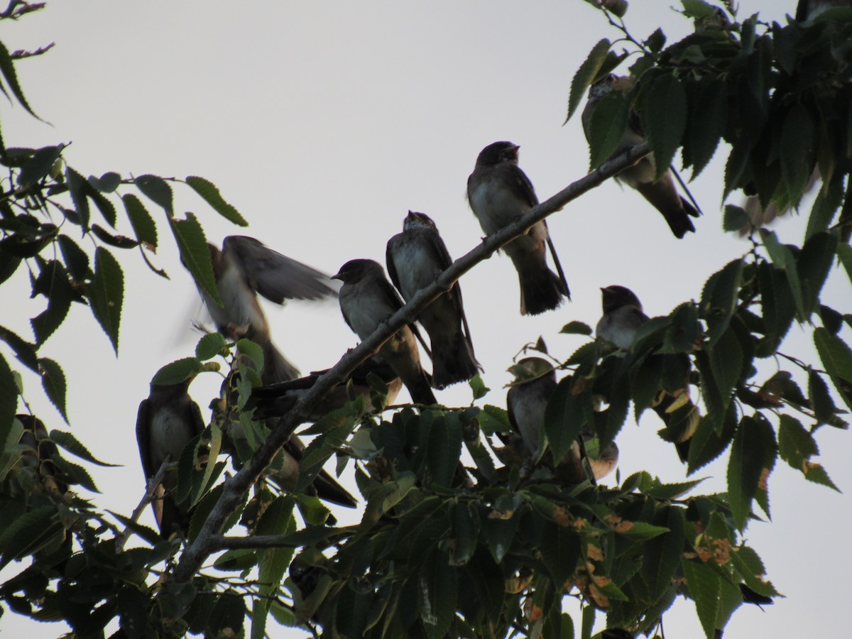 Cliff Swallow - ML105869171