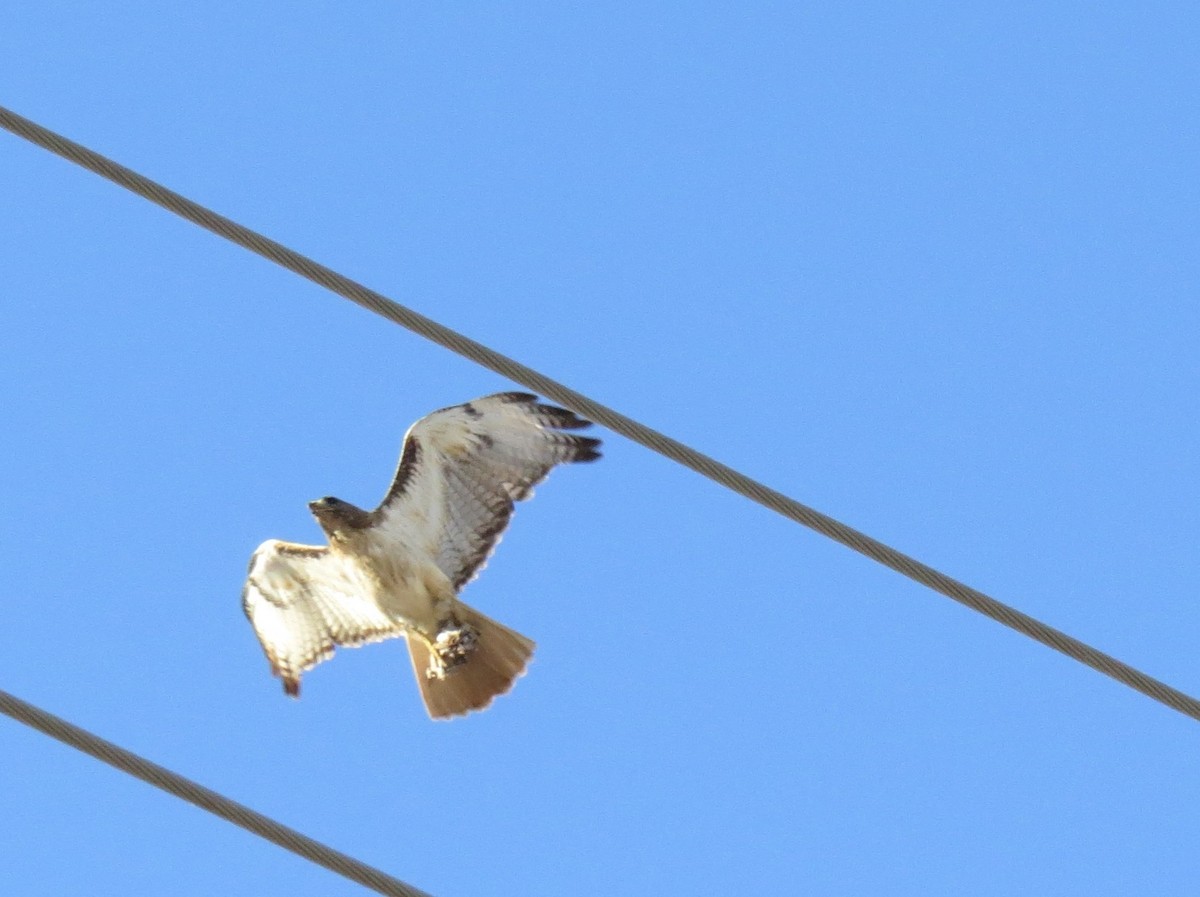 Red-tailed Hawk - Ed Dunn