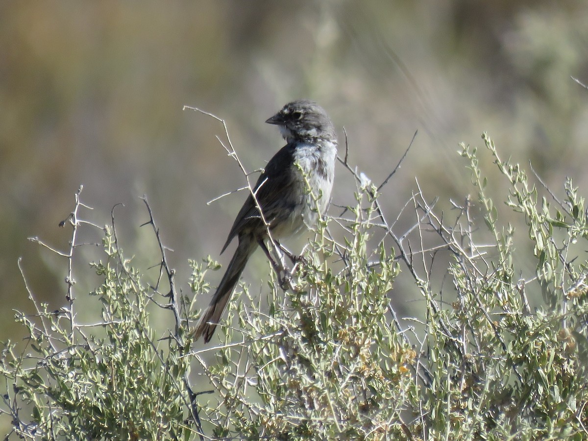 Bell's Sparrow - ML105872301