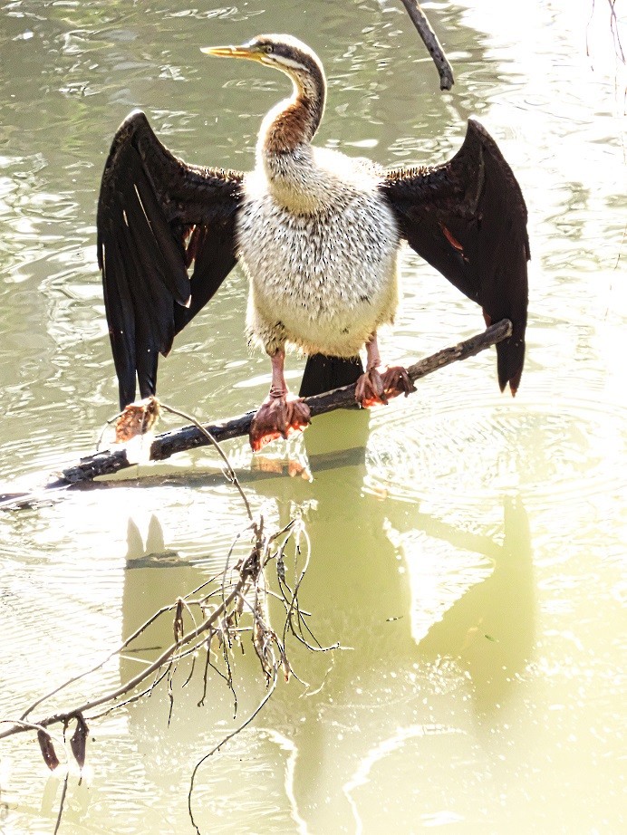 Austral-Schlangenhalsvogel - ML105872311