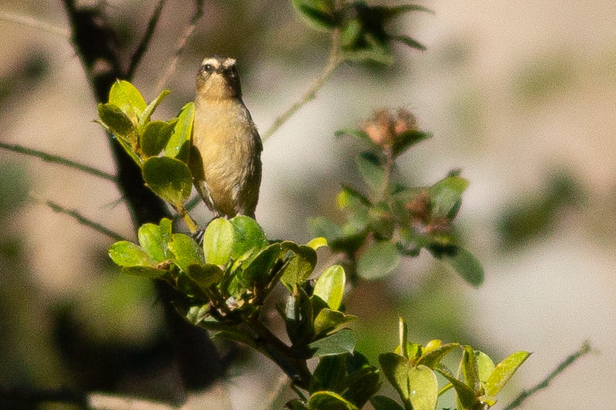 Cinereous Conebill - ML105872401