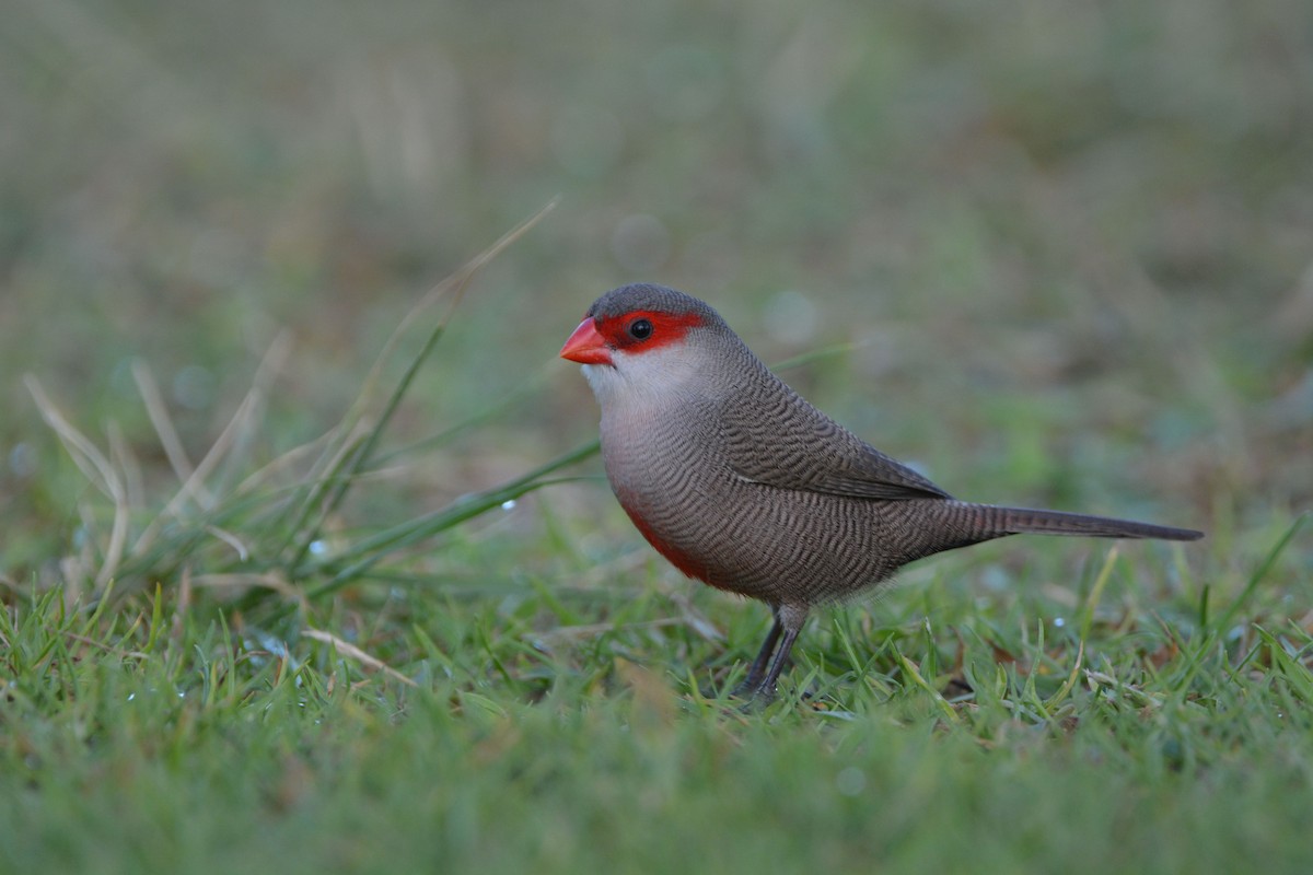 Common Waxbill - ML105872561