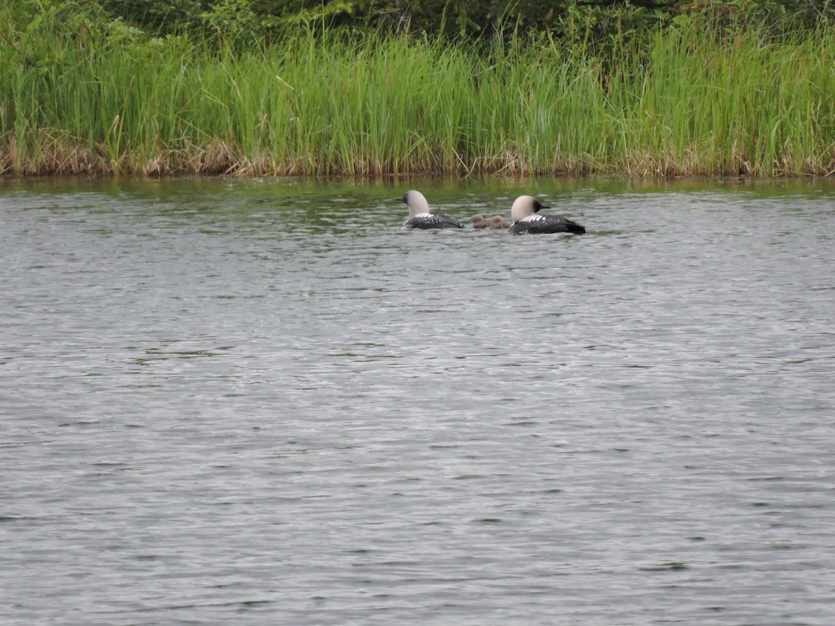 Pacific Loon - Mary Ellen Newport