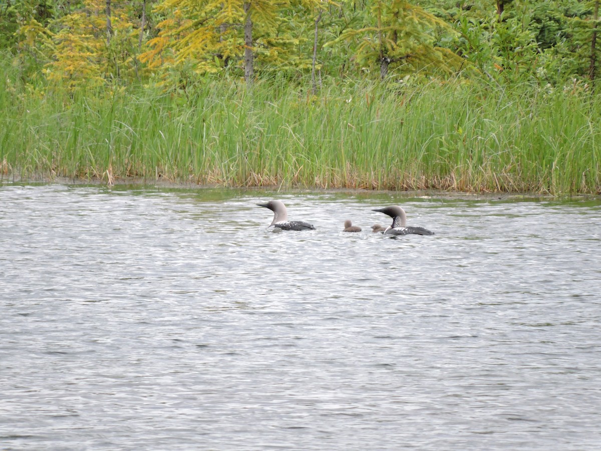 Pacific Loon - ML105872901