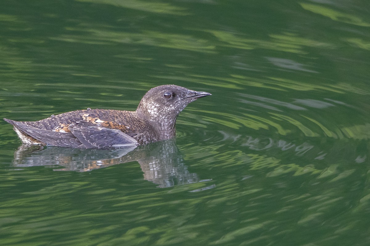 Marbled Murrelet - Bradley Hacker 🦜