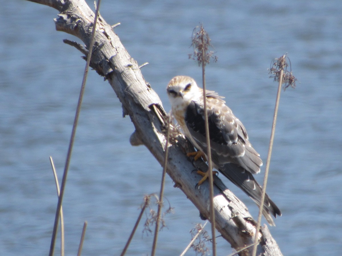 White-tailed Kite - ML105874051