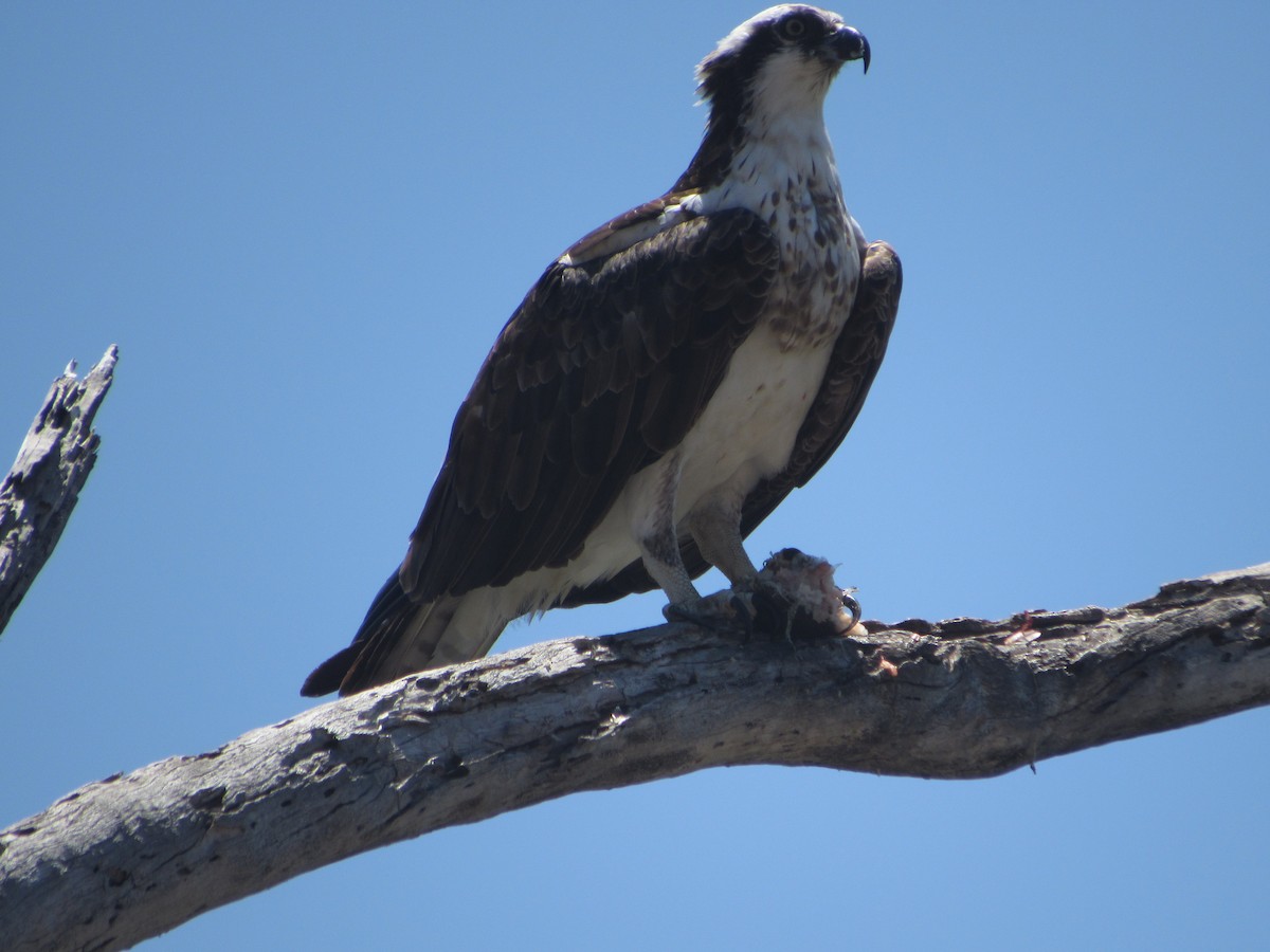 Osprey - ML105874221