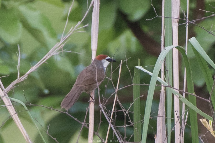 Chestnut-capped Babbler - ML105874351