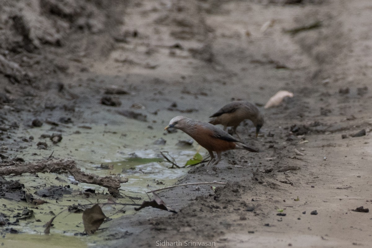 Chestnut-tailed Starling - ML105874711