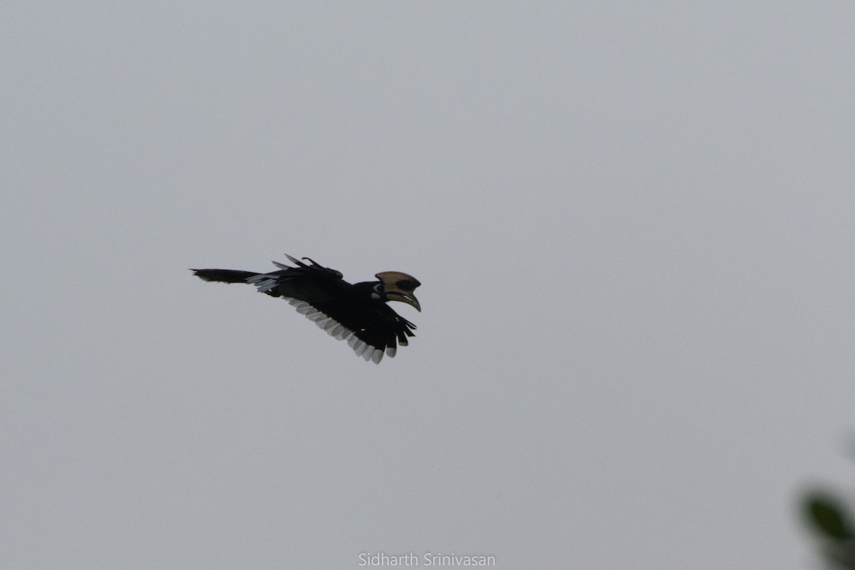 Oriental Pied-Hornbill - ML105874771