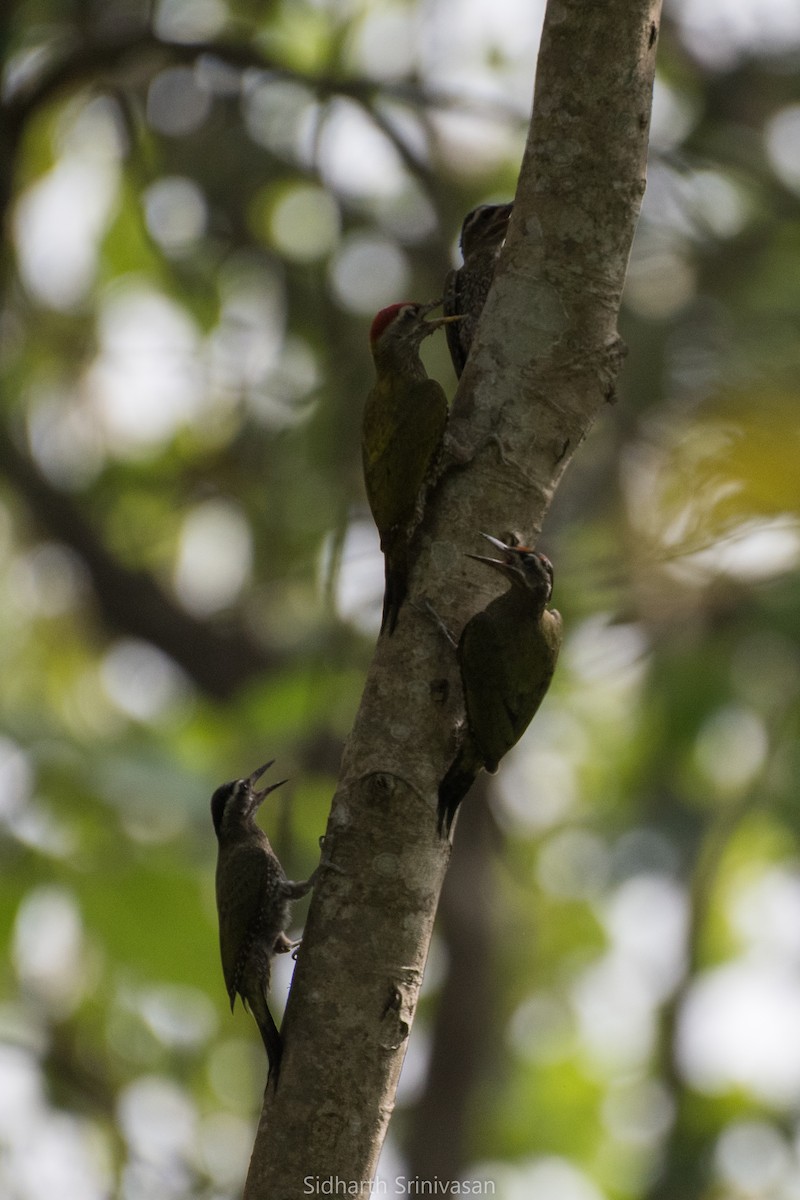 Streak-throated Woodpecker - ML105874891