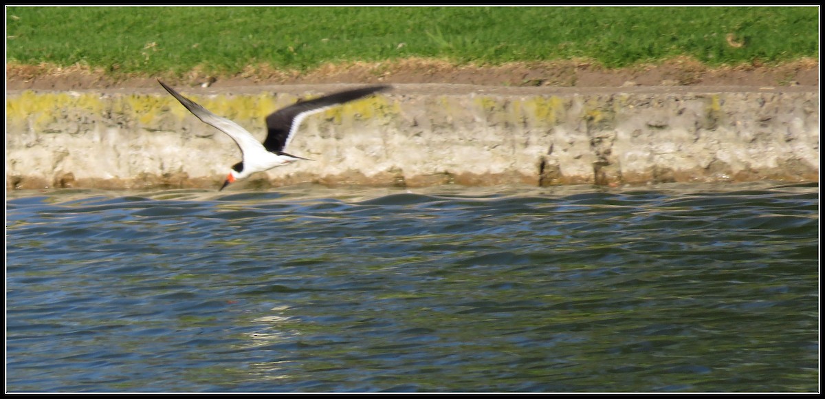 Black Skimmer - ML105876861