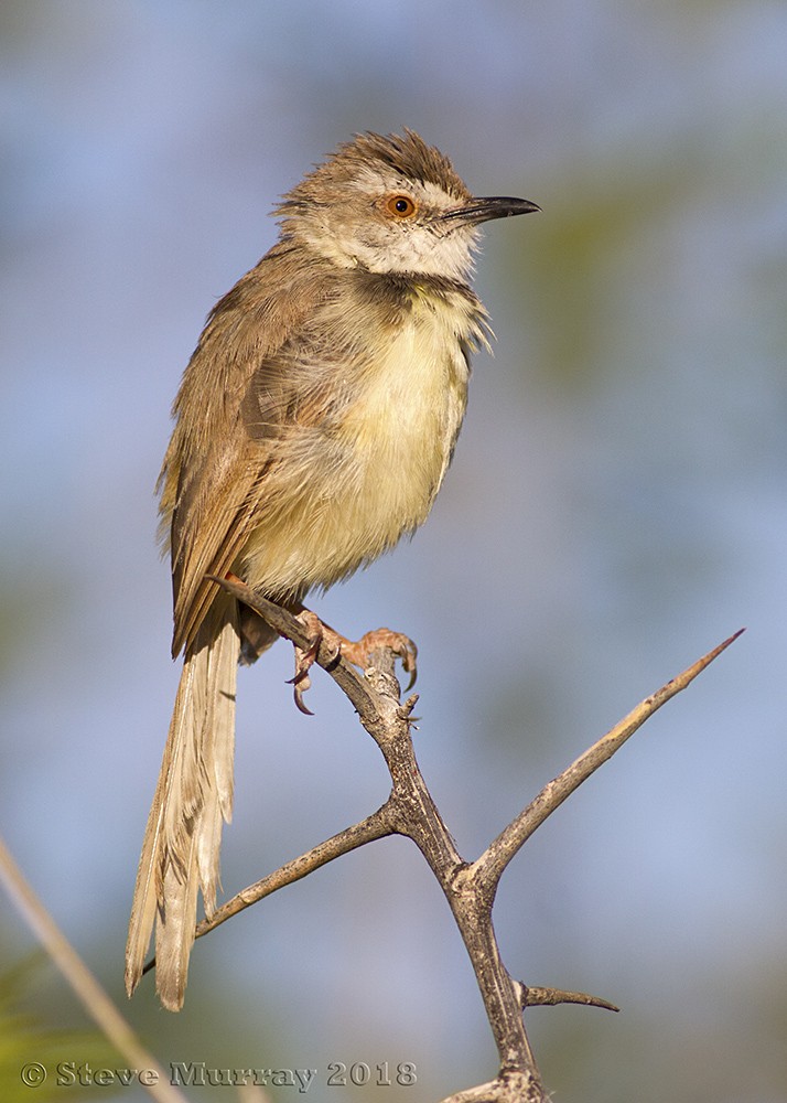 Prinia à plastron - ML105878521