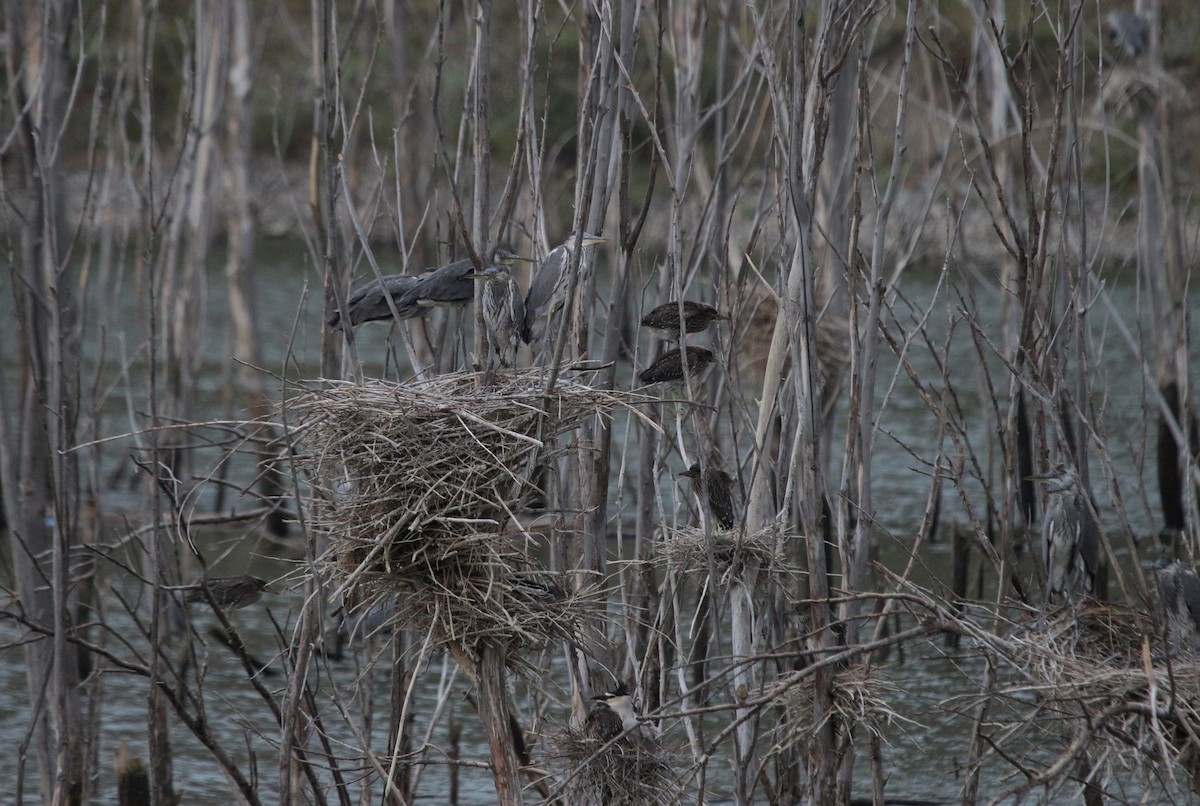 Gray Heron - ML105878731